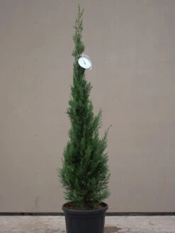 Cupressocyparis Leyl. Pyramidalis 'Eisspitze'®, Toscana-Zypresse -Gartenwelt Angebote Store Eisspitze allgemein 1280x1280