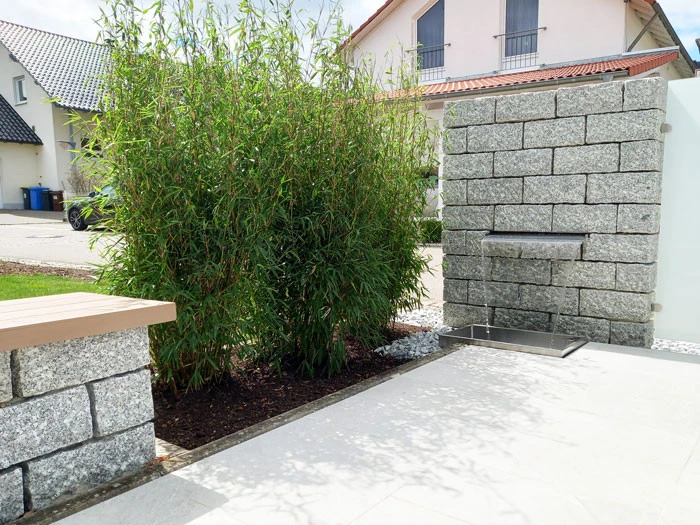 Fargesia Murielae 'Standing Stone' (R), Großblättriger Schirm-Bambus 1 Fargesia Murielae 'Standing Stone' (R), Großblättriger Schirm-Bambus