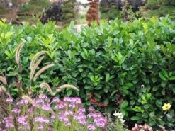 Prunus Laurocerasus 'Rotundifolia', Kirschlorbeer -Gartenwelt Angebote Store Kirschlorbeer rotundifolia 1280x1280