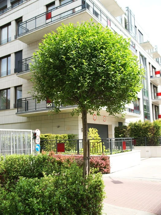 Prunus Fruticosa 'Globosa', Kugel-Kirsche - Hochstamm 1 Prunus Fruticosa 'Globosa', Kugel-Kirsche - Hochstamm