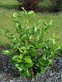 Prunus Laurocerasus 'Rotundifolia', Kirschlorbeer -Gartenwelt Angebote Store Prunus laurocerasus Rotundi5787445727890 1280x1280