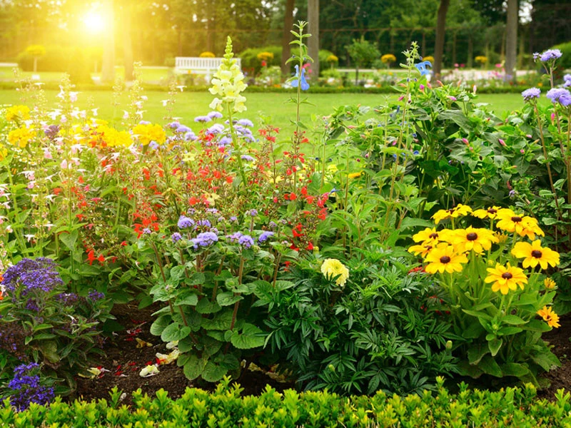 Sonnenkinder 5 Sorten (21 Pflanzen) 1 Sonnenkinder 5 Sorten (21 Pflanzen)