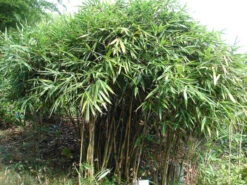 Pseudosasa Japonica, Pfeil-Bambus -Gartenwelt Angebote Store Strauch Pfeil Bambus 1280x1280