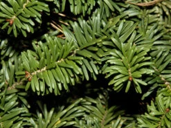 Abies Balsamea 'Nana', Zwerg-Balsamtanne -Gartenwelt Angebote Store abies balsamea nana nadeln 1280x1280