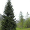 Abies Nordmanniana, Nordmanntanne