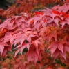Acer Palmatum 'Atropurpureum', Fächerahorn - Hochstamm