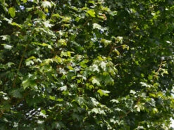 Acer Campestre 'Elsrijk', Kegel-Feldahorn - Hochstamm -Gartenwelt Angebote Store acer campestre elsrijk 1280x1280