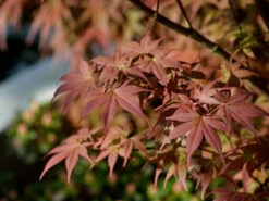 Acer Palmatum 'Bloodgood', Dunkelroter Fächerahorn -Gartenwelt Angebote Store ahorn bloodgood herbst 1280x1280