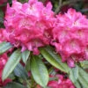 Rhododendron 'Berliner Liebe'