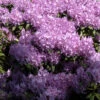 Rhododendron 'Catawbiense Grandiflorum'