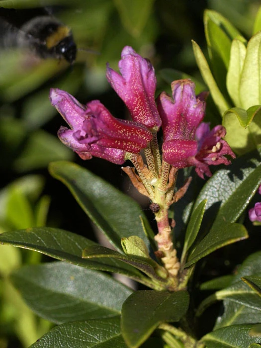 Rhododendron Ferrugineum, Heimische Alpenrose 1 Rhododendron Ferrugineum, Heimische Alpenrose