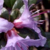 Rhododendron Impeditum 'Moerheim'
