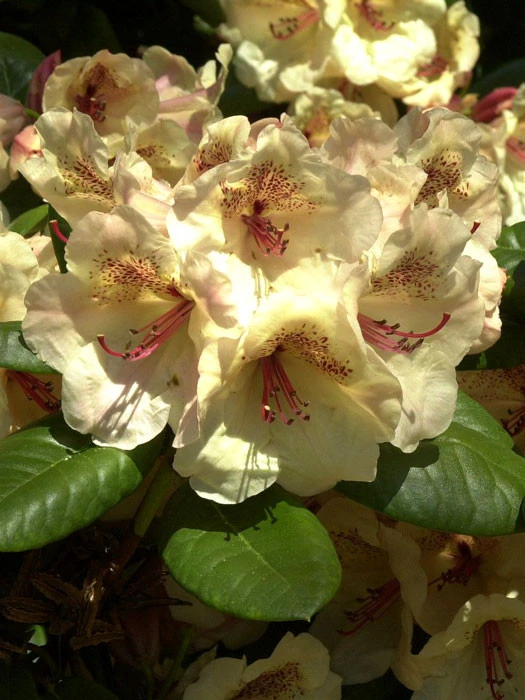 Rhododendron 'Viscy' 1 Rhododendron 'Viscy'