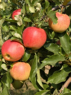 Duo-Apfelbaum - Elstar Und Gala -Gartenwelt Angebote Store apfel gala55599c0deac1b 1280x1280