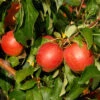 Apfel Rewena (S)