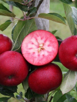 Apfel Rosette -Gartenwelt Angebote Store apfel rotes fruchtfleisch 1280x1280