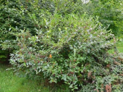 Aronia Melanocarpa, Wilde Apfelbeere 7 Aronia Melanocarpa, Wilde Apfelbeere -Gartenwelt Angebote Store apfelbeere fruchtbehang 1280x1280