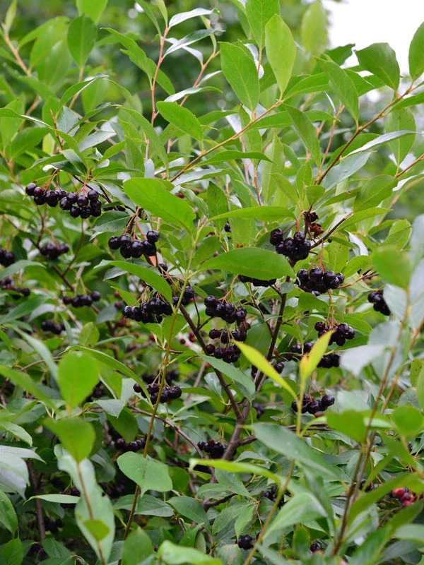 Aronia Melanocarpa, Wilde Apfelbeere 1 Aronia Melanocarpa, Wilde Apfelbeere