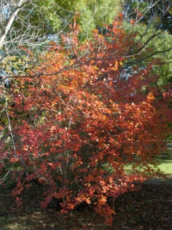 Aronia Melanocarpa, Wilde Apfelbeere 6 Aronia Melanocarpa, Wilde Apfelbeere -Gartenwelt Angebote Store aronia melanocarpa herbst 1280x1280