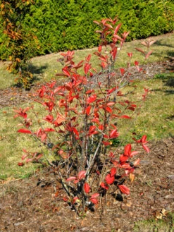 Aronia Melanocarpa 'Viking', Apfelbeere -Gartenwelt Angebote Store aronia viking 1280x1280