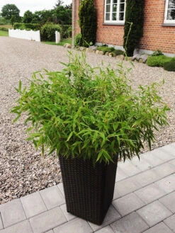 Fargesia Murielae 'Bambi', Kleiner Schirmbambus -Gartenwelt Angebote Store bambus bambi 1280x1280