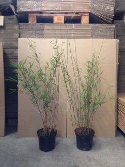 Fargesia Nitida 'Black Pearl' - Glänzender Schirm-Bambus 9 Fargesia Nitida 'Black Pearl' - Glänzender Schirm-Bambus -Gartenwelt Angebote Store bambus black pearl 1280x1280