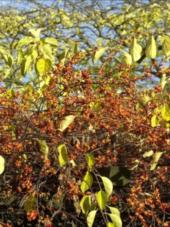 Celastrus Orbiculatus, Baumwürger -Gartenwelt Angebote Store baumwuerger frucht 1280x1280