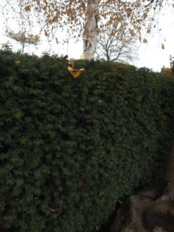 Taxus Media 'Hillii', Männliche Becher-Eibe -Gartenwelt Angebote Store becher eibe hillii55599f2c2f21b 1280x1280