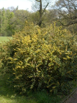 Berberis Julianae, Immergrüne Großblättrige Berberitze -Gartenwelt Angebote Store berberis julianae 1280x1280