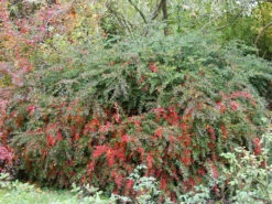 Berberis Verruculosa, Warzenberberitze -Gartenwelt Angebote Store berberis verruculosa 1280x1280