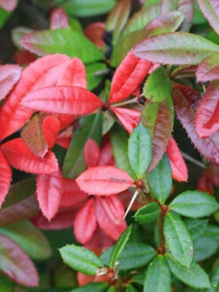 Berberis Julianae, Immergrüne Großblättrige Berberitze -Gartenwelt Angebote Store berberis julianae 1 44085 2 44085 2 1280x1280