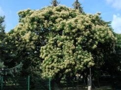 Euodia Hupehensis, Tetradium Hupehensis Honigesche, Bienenbaum