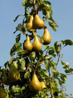 Duo-Birnbaum - Williams Christ Und Conference -Gartenwelt Angebote Store birne conference632dc103dffee 1280x1280