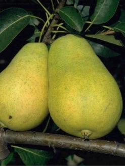 Birne Frühe Aus Trévoux