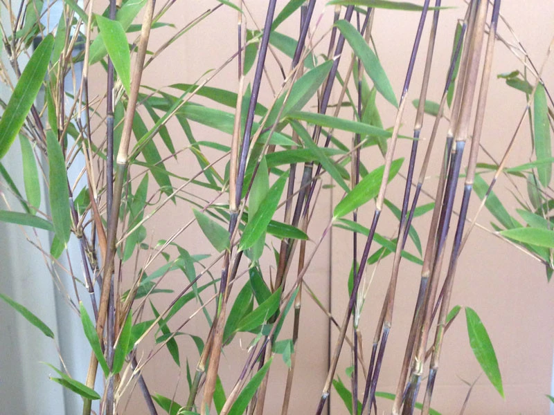 Fargesia Nitida 'Black Pearl' - Glänzender Schirm-Bambus 1 Fargesia Nitida 'Black Pearl' - Glänzender Schirm-Bambus