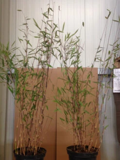 Fargesia Nitida 'Black Pearl' - Glänzender Schirm-Bambus 8 Fargesia Nitida 'Black Pearl' - Glänzender Schirm-Bambus -Gartenwelt Angebote Store black pearl pflanze 1280x1280