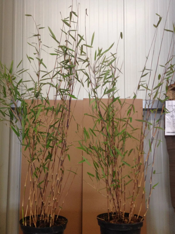 Fargesia Nitida 'Black Pearl' - Glänzender Schirm-Bambus 4 Fargesia Nitida 'Black Pearl' - Glänzender Schirm-Bambus – Bild 4