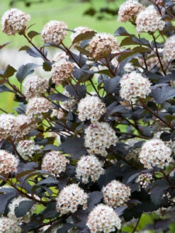 Physocarpus Opulifolius 'Diabolo', Rote Blasenspiere