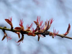 Cercidiphyllum Japonicum, Kuchenbaum -Gartenwelt Angebote Store bluete kuchenbaum 1280x1280