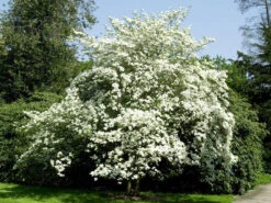 Cornus Florida, Blumen-Hartriegel -Gartenwelt Angebote Store blumen hartriegel strauch 1280x1280