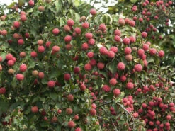 Cornus Kousa Chinensis, Chinesischer Blumenhartriegel -Gartenwelt Angebote Store blumenhartriegel frucht55599c54e5e89 1280x1280