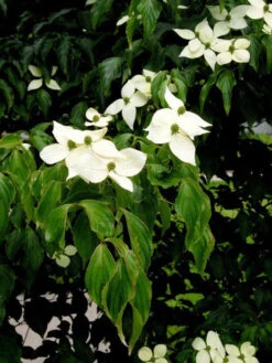 Cornus Kousa, Japanischer Blumenhartriegel