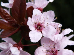 Prunus Cerasifera 'Nigra', Blutpflaume -Gartenwelt Angebote Store blutpflaume bluete 1280x1280