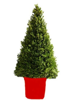Buchsbaum-Kegel, Buxus -Gartenwelt Angebote Store buchs kegel1 76867 2 1280x1280