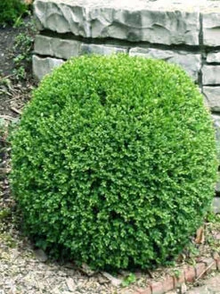 Buchsbaum-Kugel, Buxus 9 Buchsbaum-Kugel, Buxus -Gartenwelt Angebote Store bux kugel3 76862 2 1280x1280