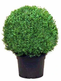 Buchsbaum-Kugel, Buxus 8 Buchsbaum-Kugel, Buxus -Gartenwelt Angebote Store buxus kugel ra12 1280x1280