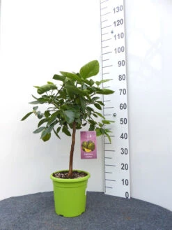 Limettenbaum 'Caipirinha-Limette' - Lime Time® 8 Limettenbaum 'Caipirinha-Limette' - Lime Time® -Gartenwelt Angebote Store caipirinha limette gross 1 1280x1280