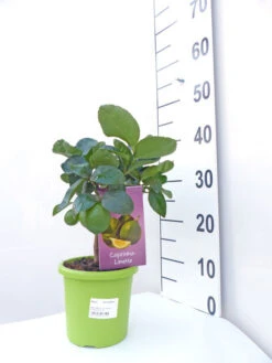 Limettenbaum 'Caipirinha-Limette' - Lime Time® 7 Limettenbaum 'Caipirinha-Limette' - Lime Time® -Gartenwelt Angebote Store caipirinha limette klein 1 1280x1280