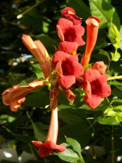 Campsis Radicans, Trompetenblume, Klettertrompete, Trompetenwinde