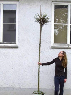 Catalpa Bignonioides Nana, Kugel-Trompetenbaum - Hochstamm -Gartenwelt Angebote Store catalpa nana hochstamm 1280x1280